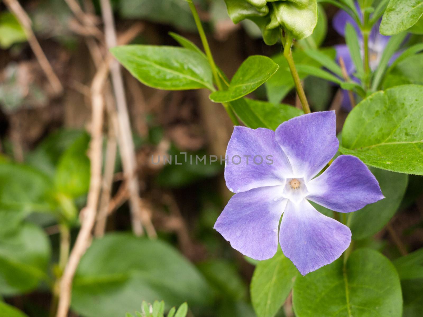 a purple and white flower head up close and isolated macro with green leaves behind and plants out of focus bokeh in spring day light color