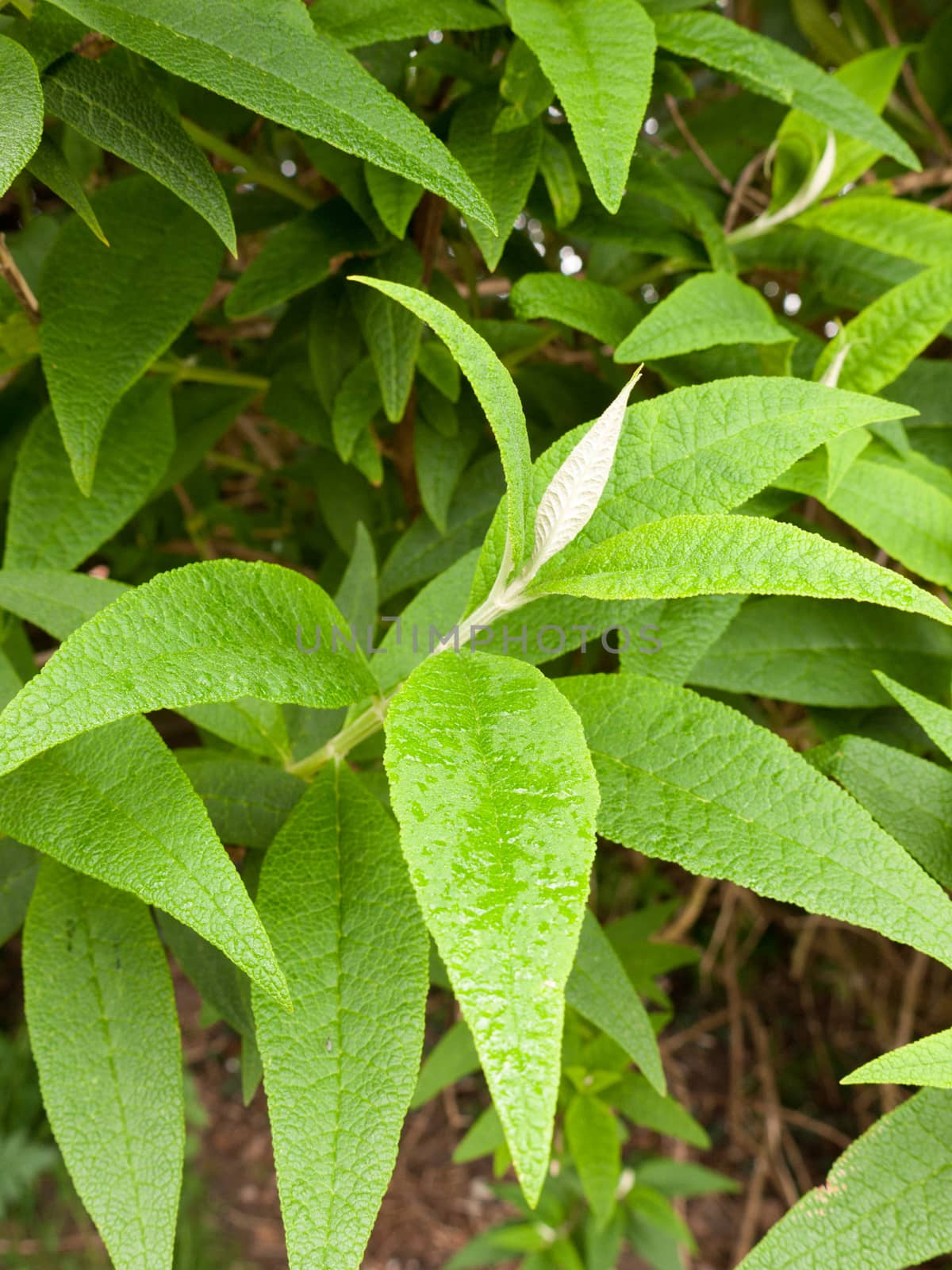 gorgeous wet leaves on a rainy day with wet foliage with shining bubbles on top of the leaves green glistening in spring time light of day