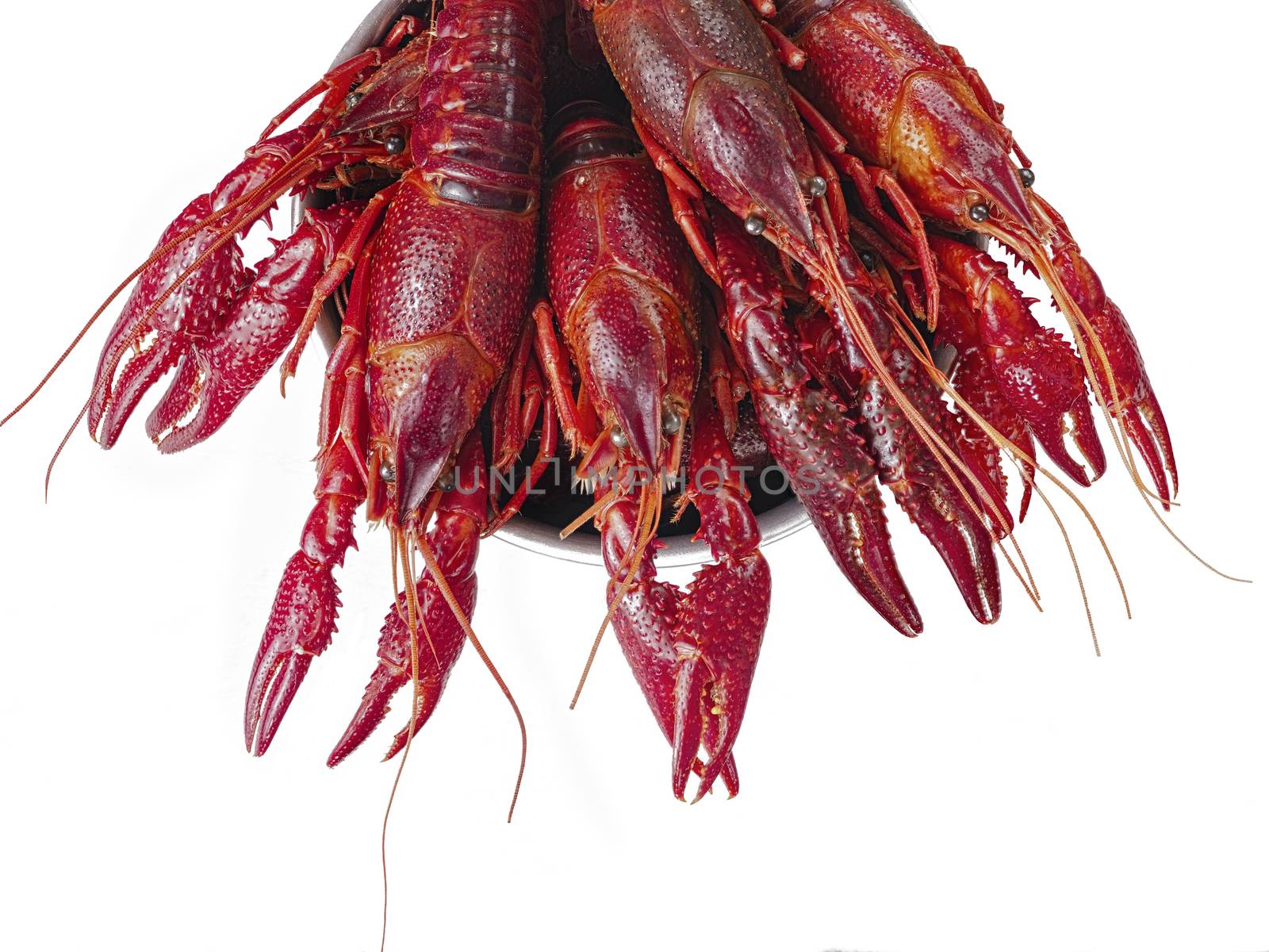 close up of boiled louisiana crawfish