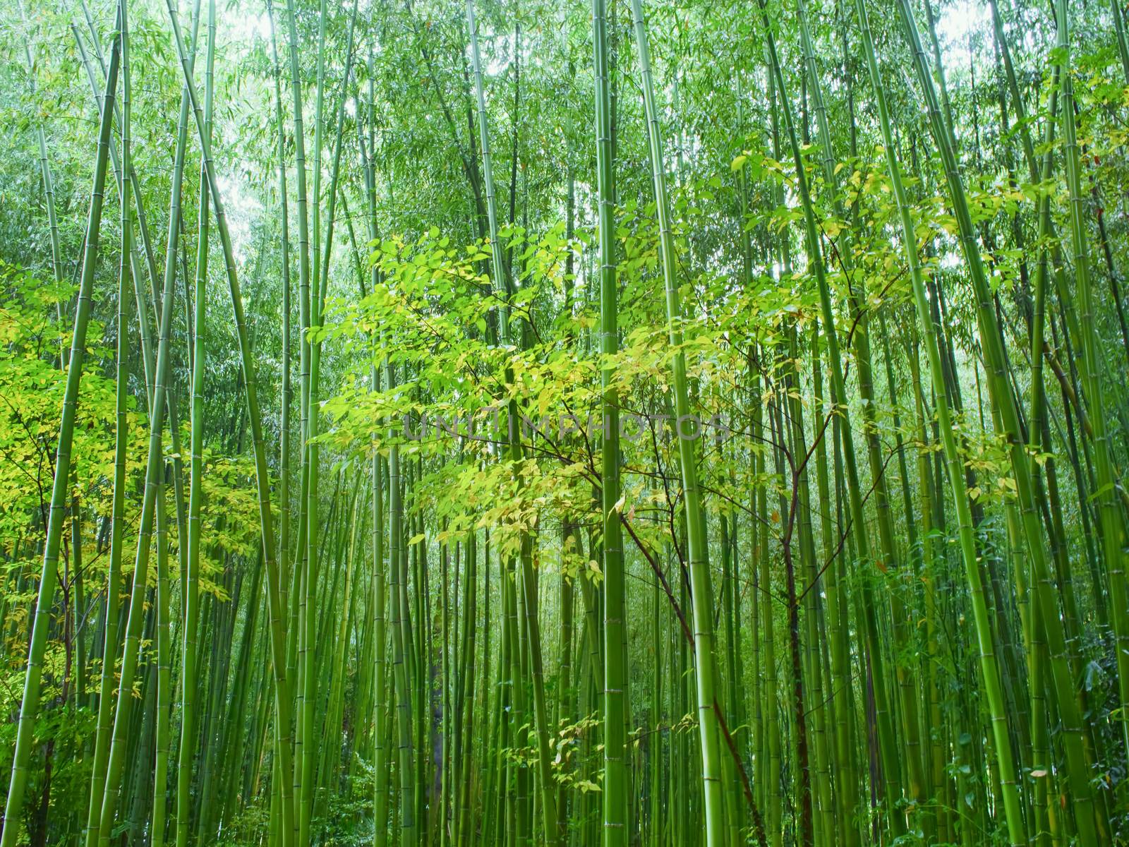 lush green bamboo forest by zkruger