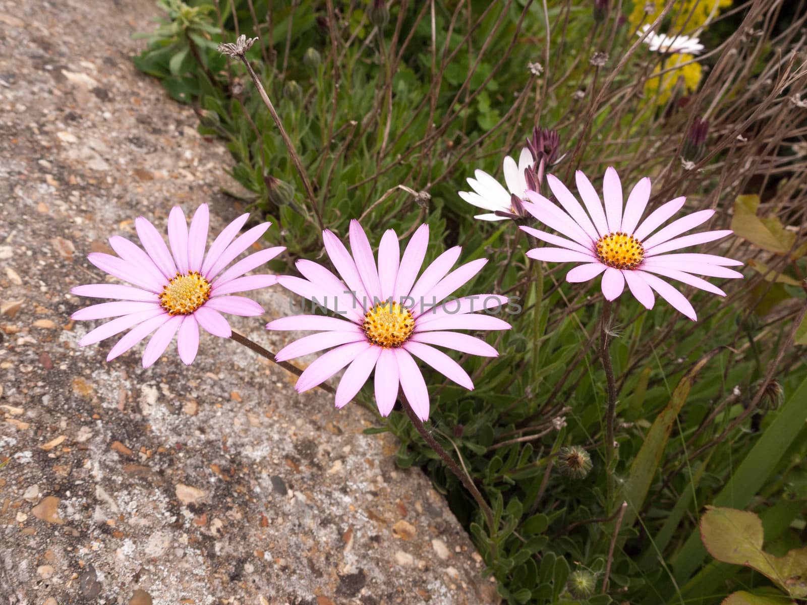 three beautiful white purple and orange flower heads of a garden in spring light on overcast day in focus with stems and branches behind and a gravel and rock stone small wall underneath in spring