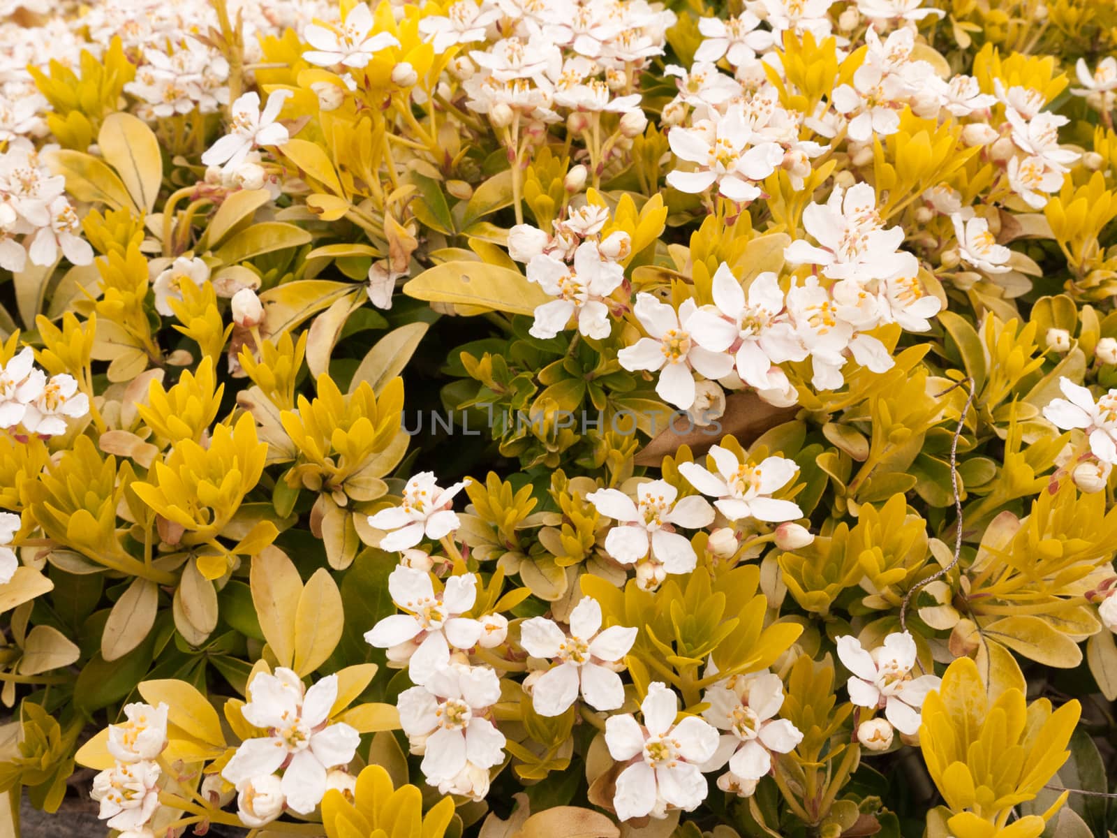 a bunch of white flowers mixed with yellow flowers to create a beautiful and pretty stunning arrangement of flowers in the garden looking vibrant and moving in spring