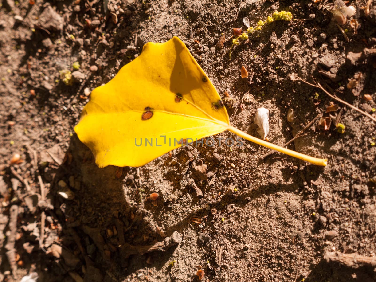 a single yellow flower on the soil floor in the light of the day by callumrc