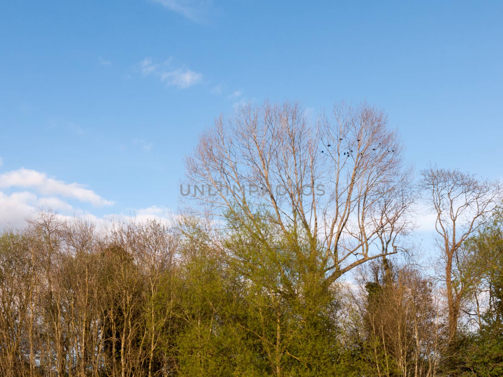 a skyline of trees crisp and clear with a blue sky with some small little cloud line on a sunny afternoon with ravens and crows in the trees bare flying between and resting in spring
