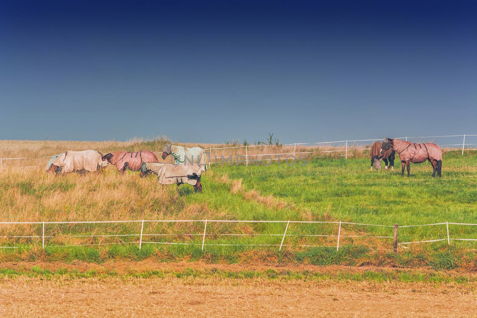 Six horses with different colored ceilings