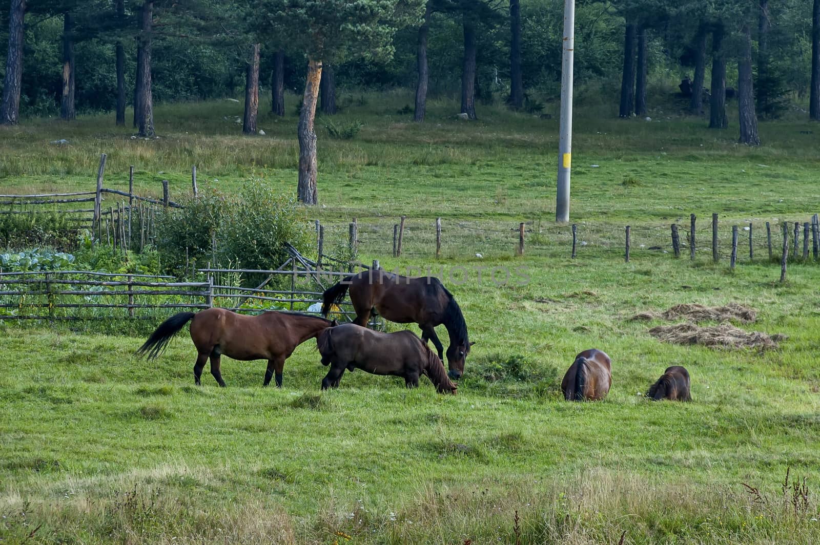 Mountain landscape and wild horses in Rila mountain, Bulgaria