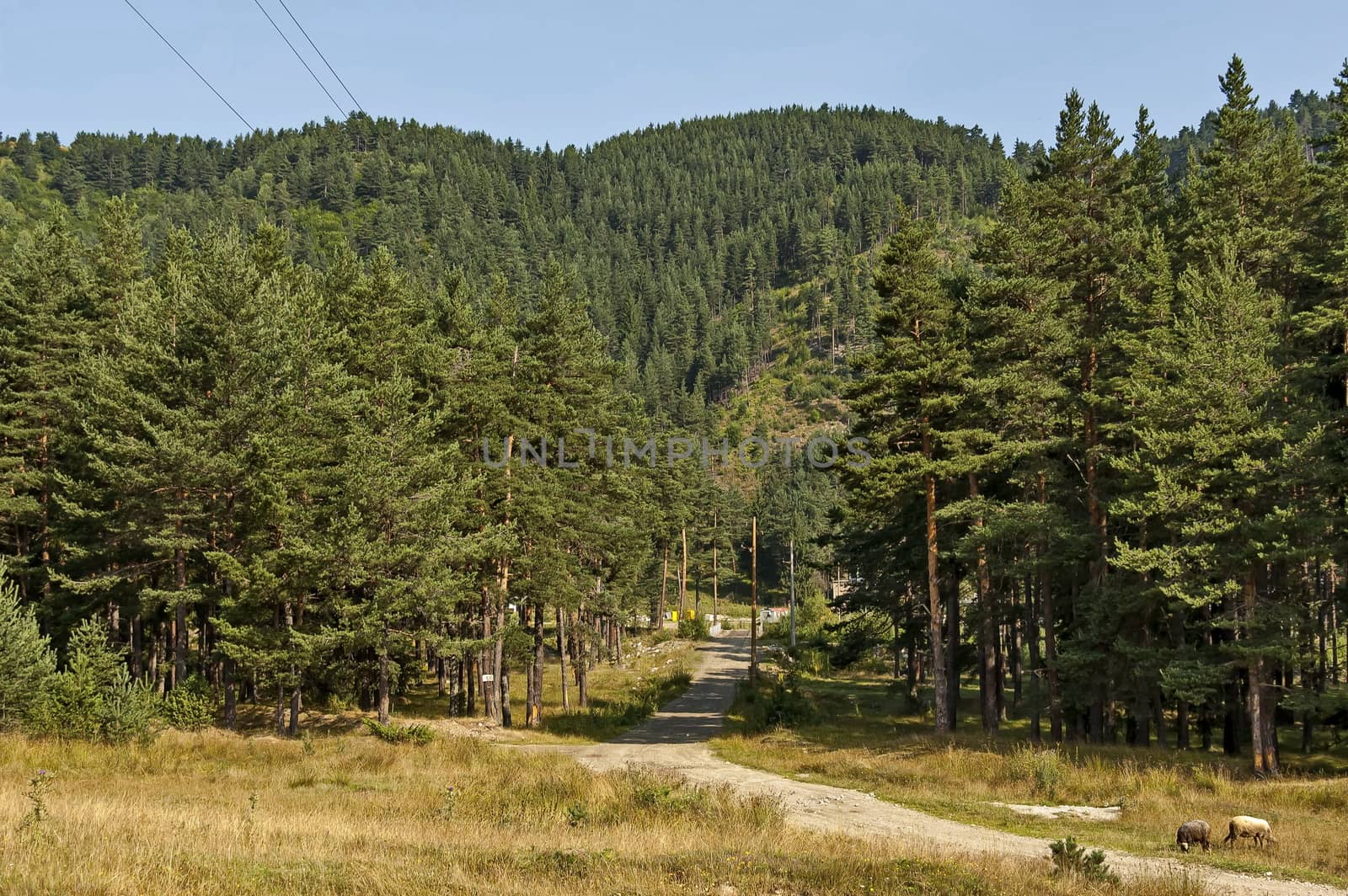 Mountain landscape and flock sheep in Rila mountain, Bulgaria