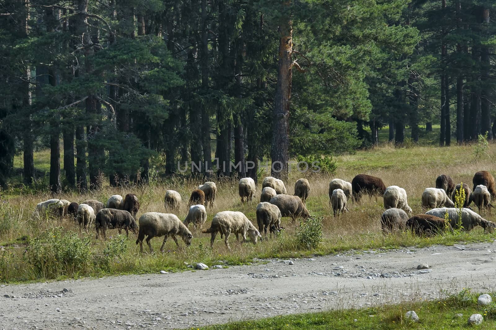 Mountain landscape and flock sheep in Rila mountain, Bulgaria