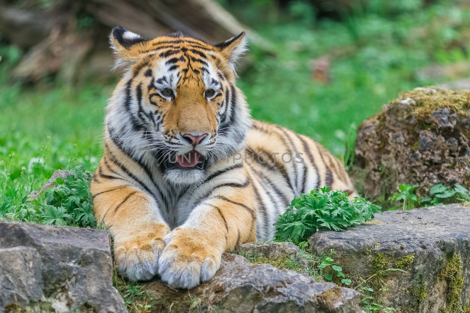 Young bengal tiger lying on the grass and shows his paws