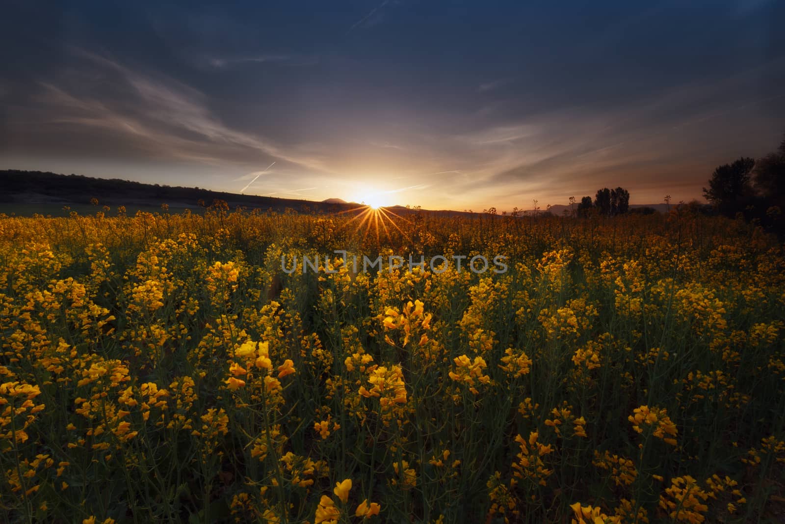 Colza fields at sunrise in Dallo, Alava