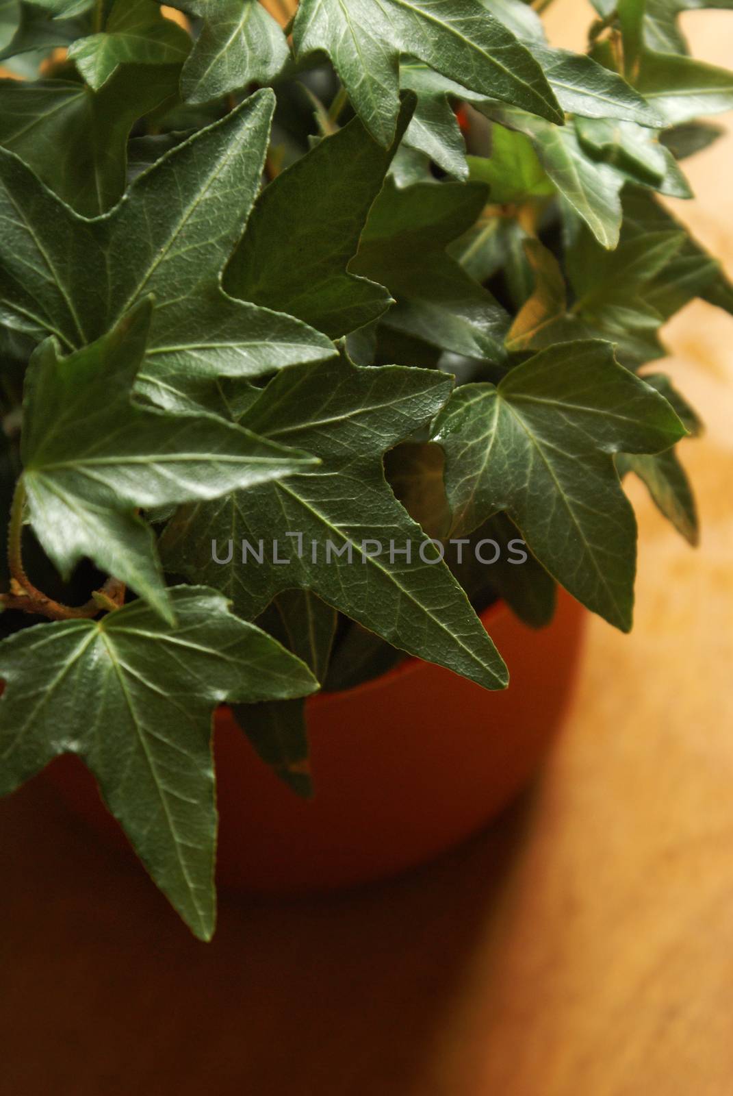 Closeup view of a healthy Ivy houseplant.