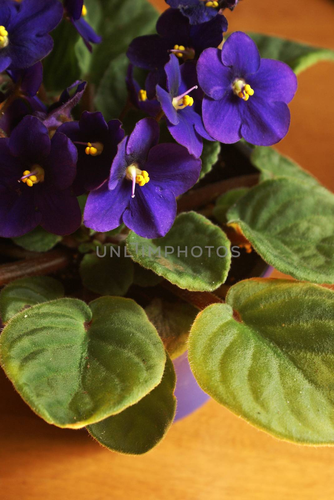 An indoor African Violet in full bloom during the sunlight hours.