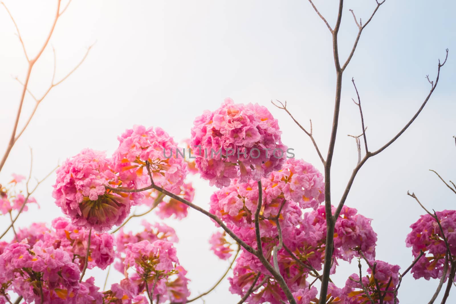 beautiful background with flowers roses by teerawit