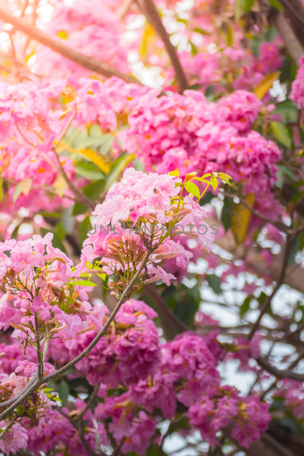 beautiful background with flowers roses by teerawit