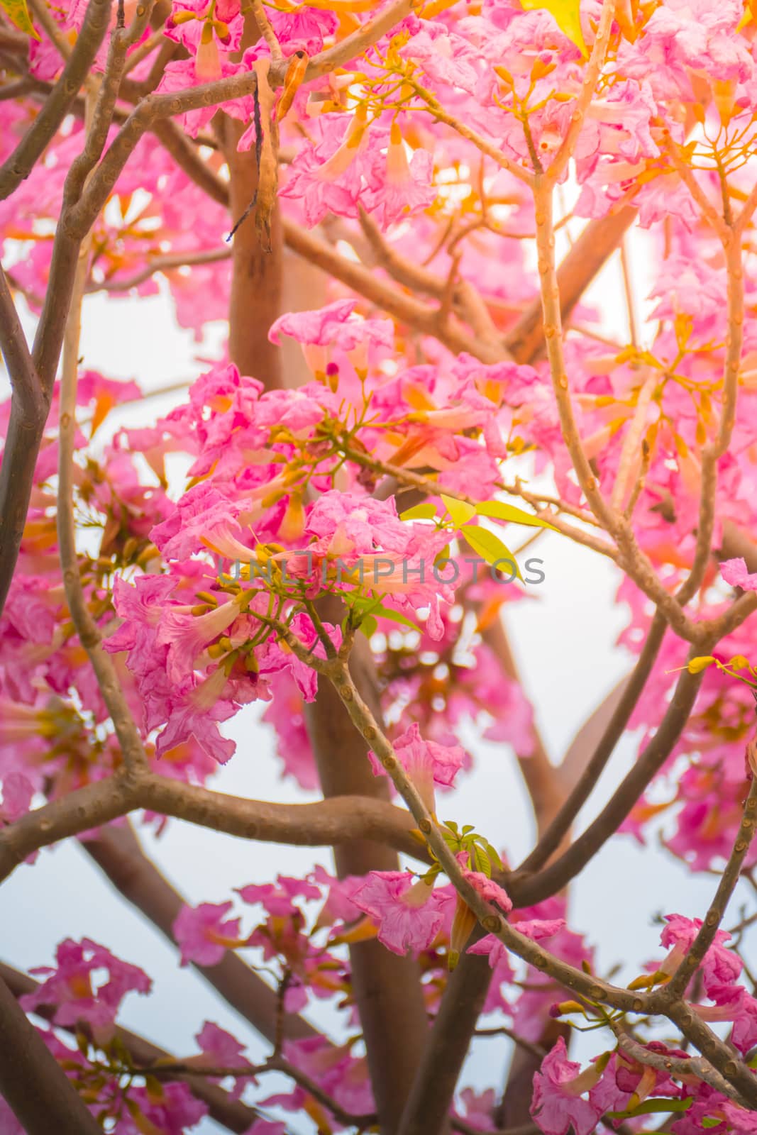 beautiful background with flowers roses by teerawit