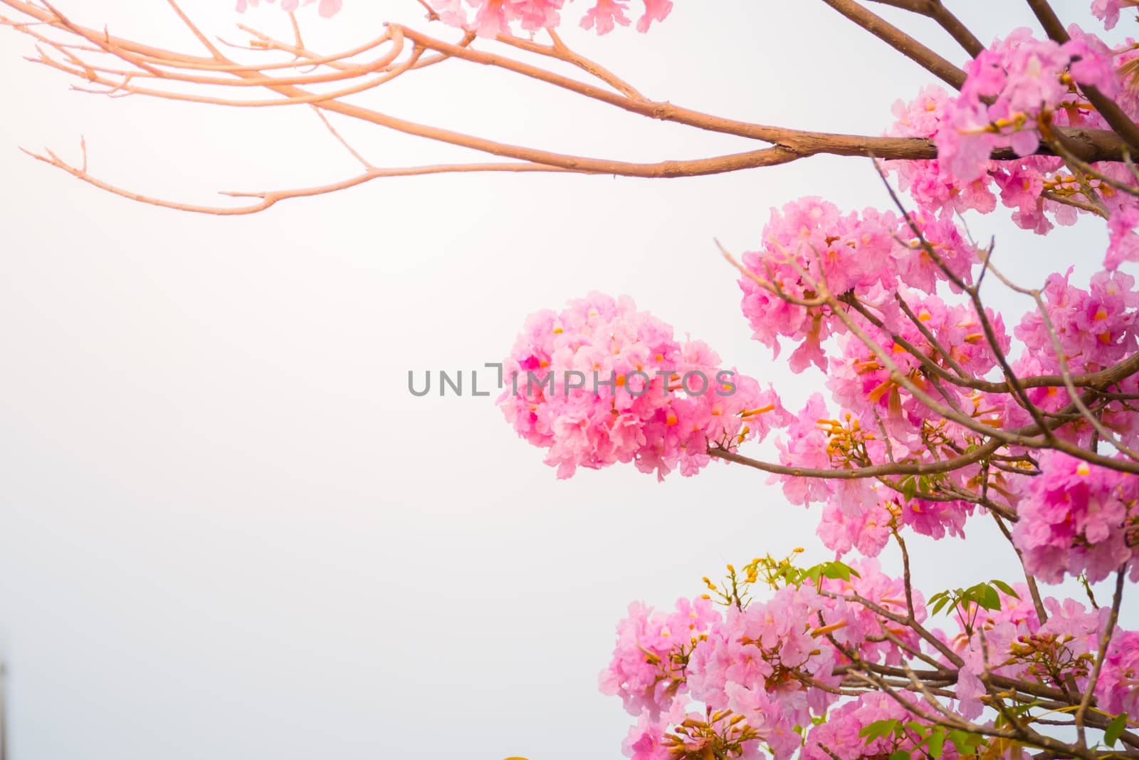 beautiful background with flowers roses by teerawit