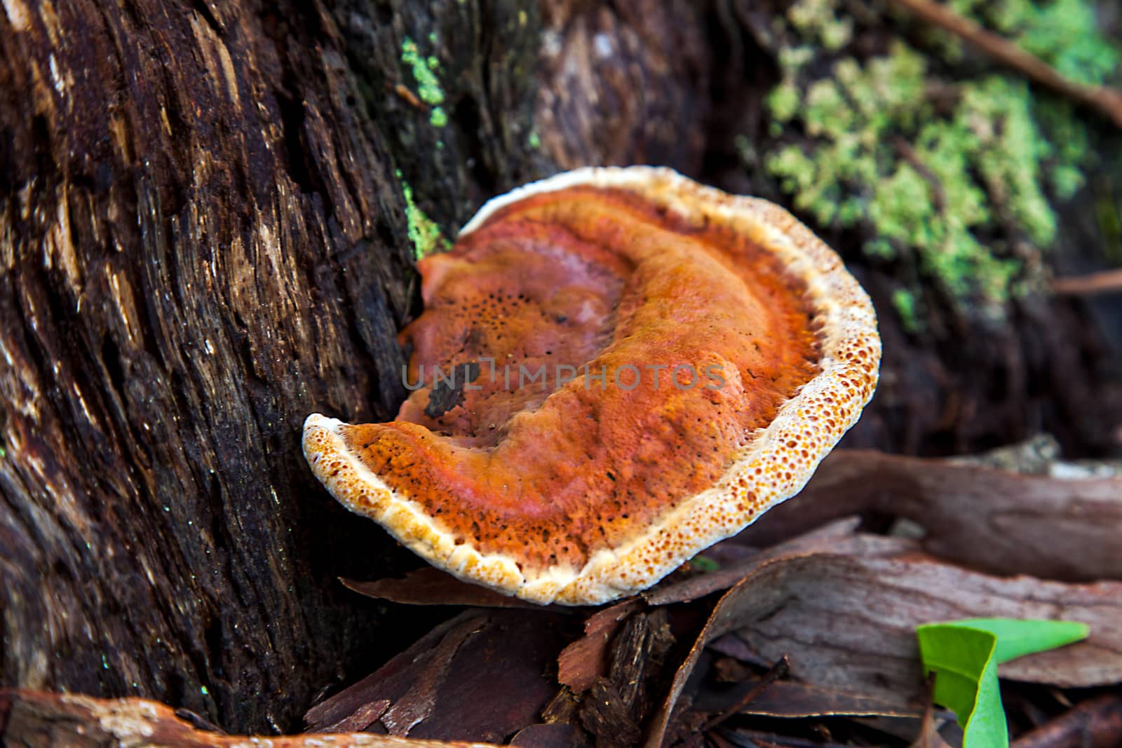 Mushroom in New South Wales Australia Schillerporling by Makeral