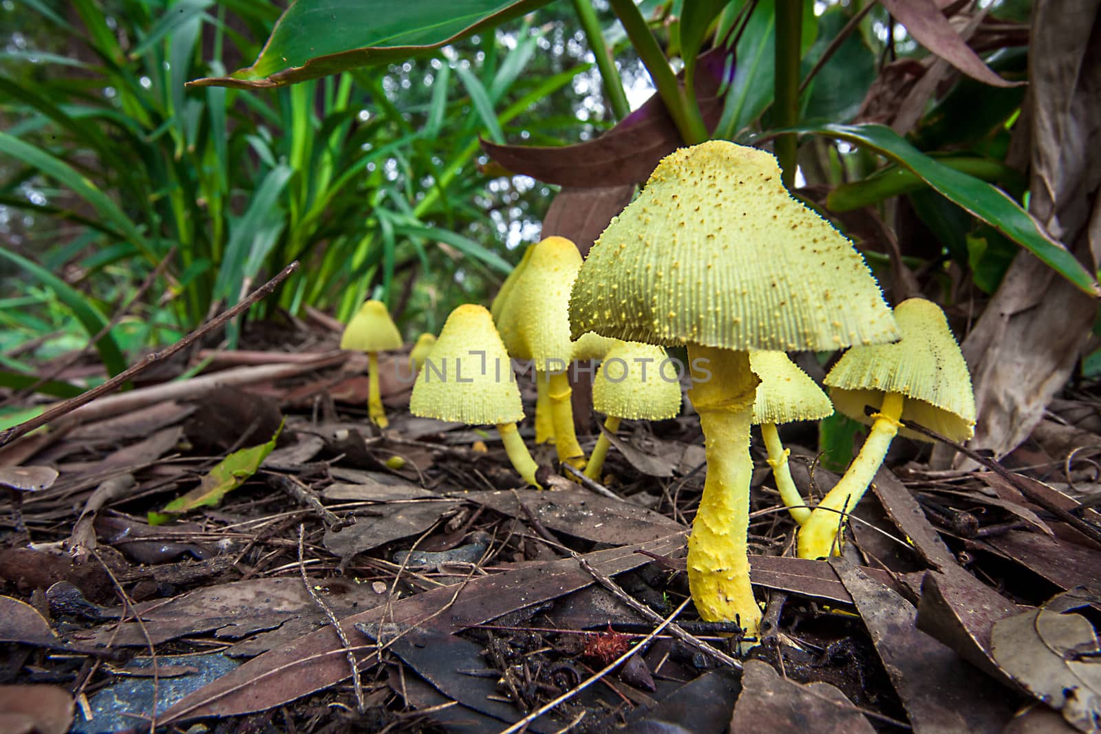 Mushrooms in New South Wales Australia Yellow fold umbrella Leucoprinus birnbaumii