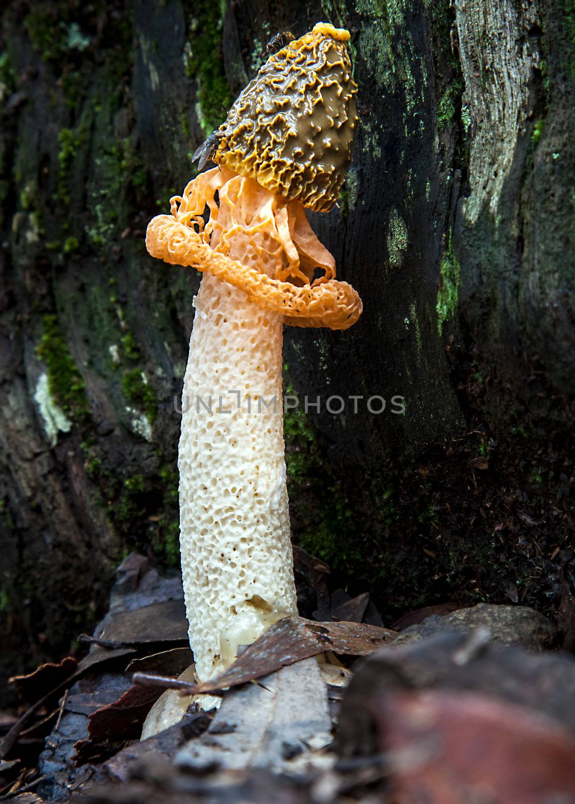 Mushroom in Australia Veil Phallus multicolor by Makeral