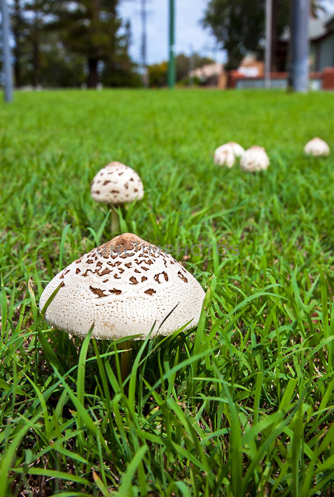 Mushrooms in New Soth Wales Australia Umbrella mushrooms by Makeral