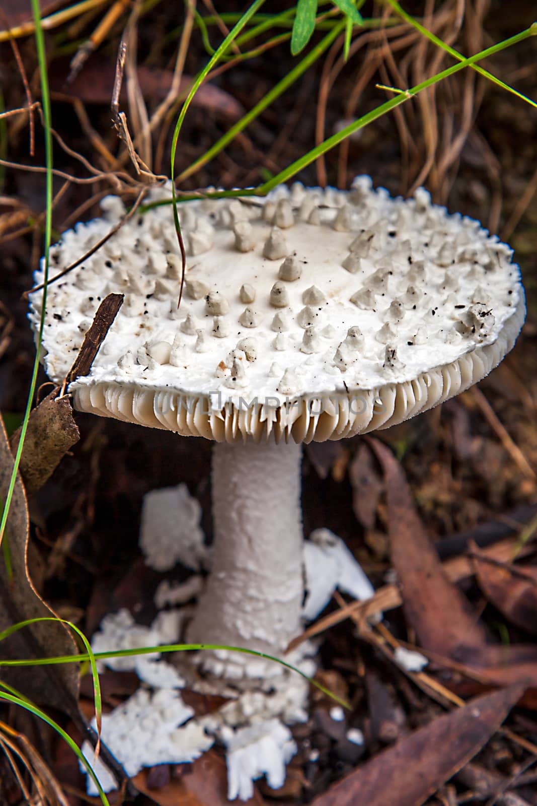 Mushrooms in New South Wales Australia Amanita Leoidella by Makeral