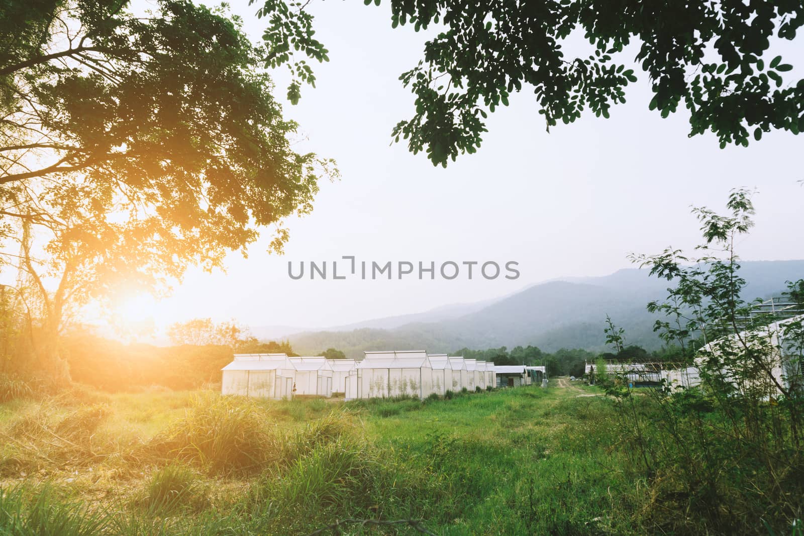 Plant nursery of organic vegetable surrounded by nature and trees with sunlight of the evening.