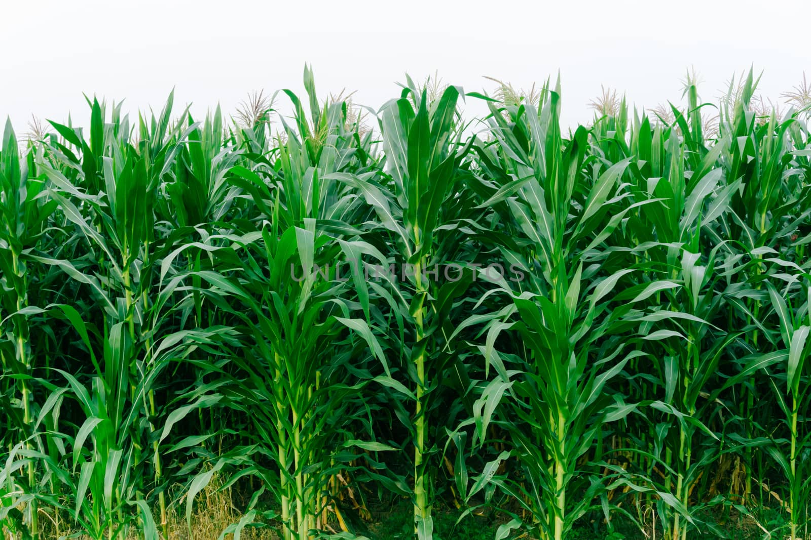 Corn green fields landscape outdoors background cornfields by nopparats