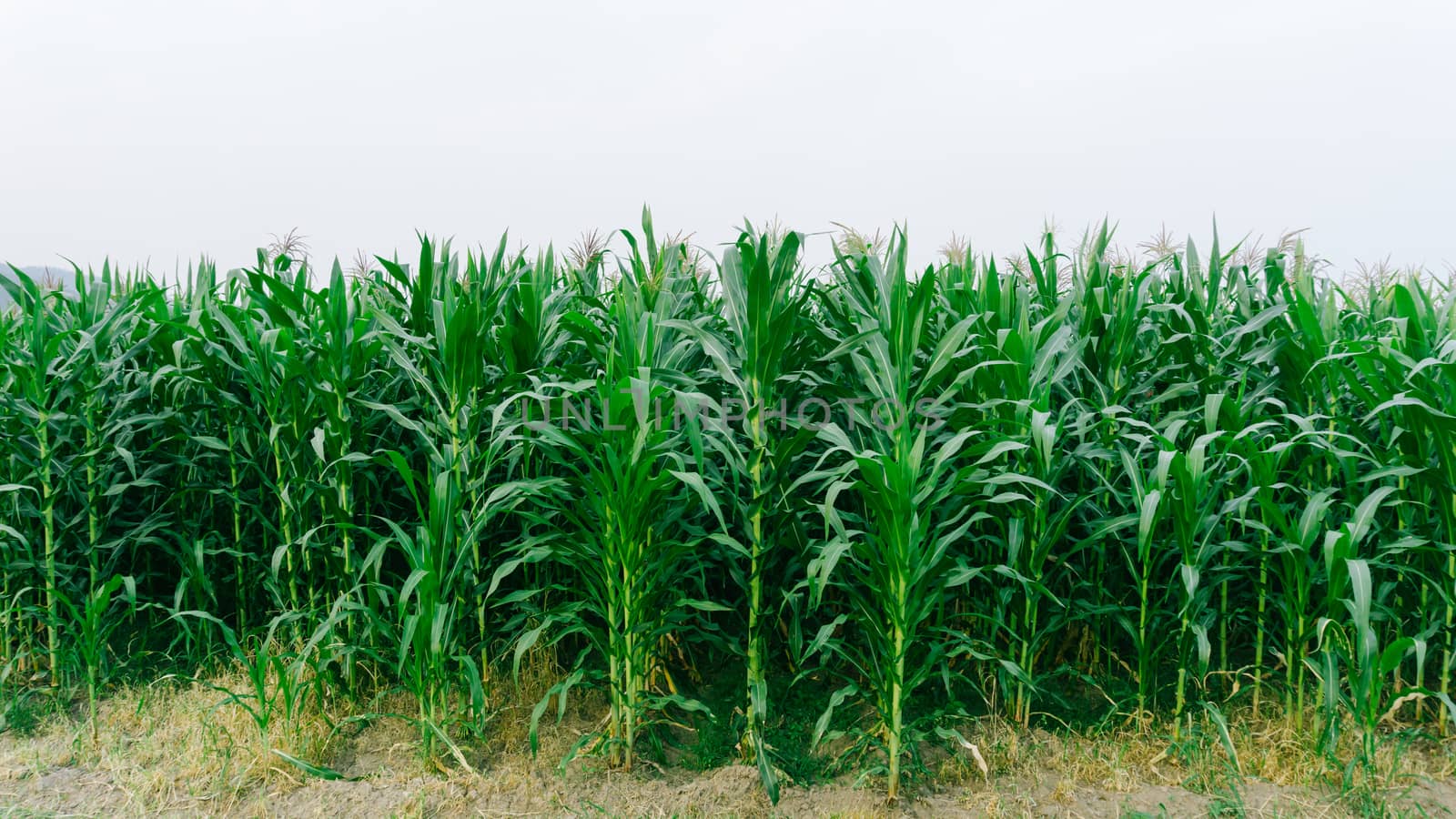 Corn green fields landscape outdoors background cornfields by nopparats