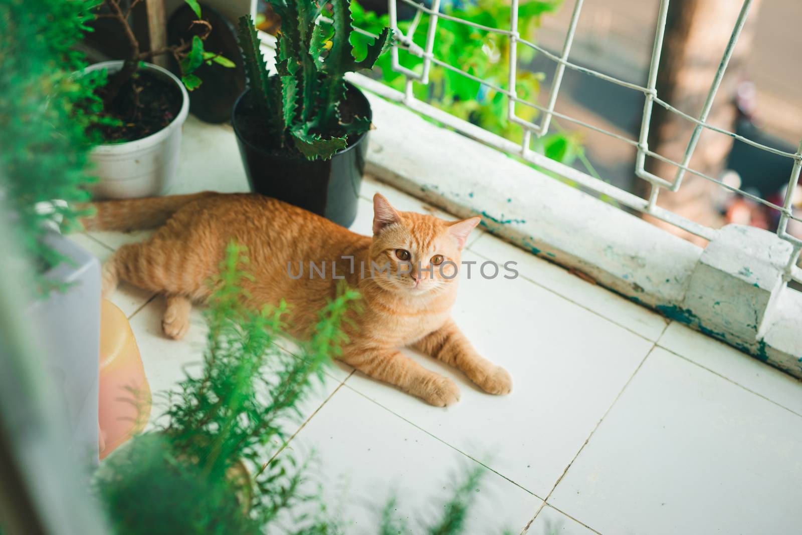 Pretty female domestic tabby cat in a home