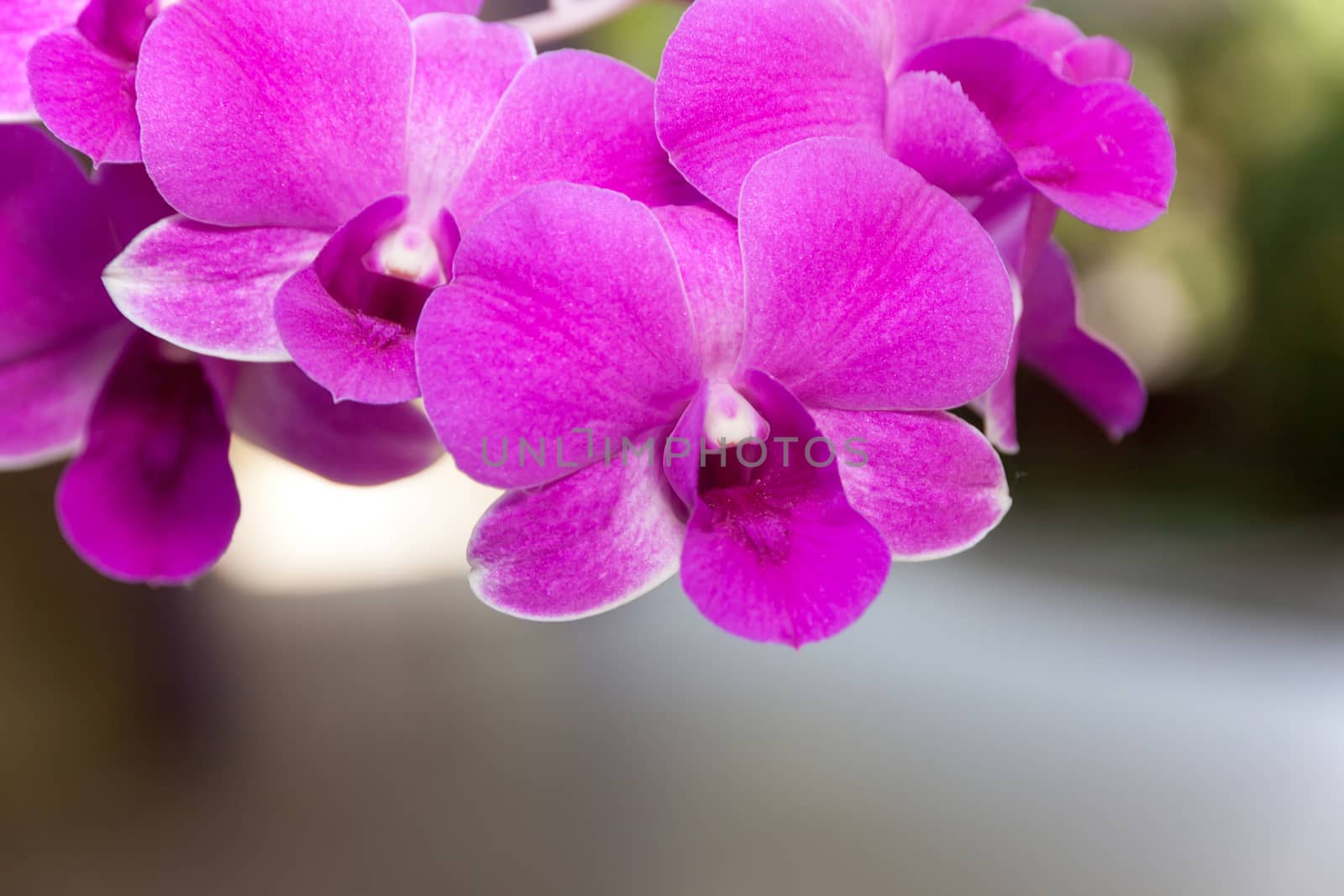 Orchid flowers violet color on the background blurred in garden.