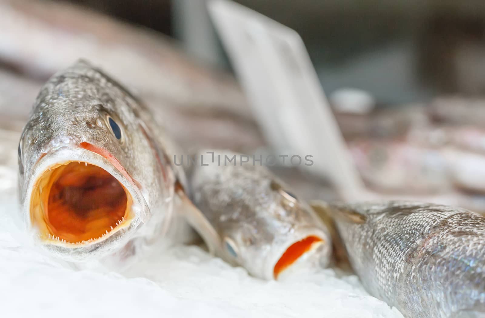 fresh meagre on ice at seafood market