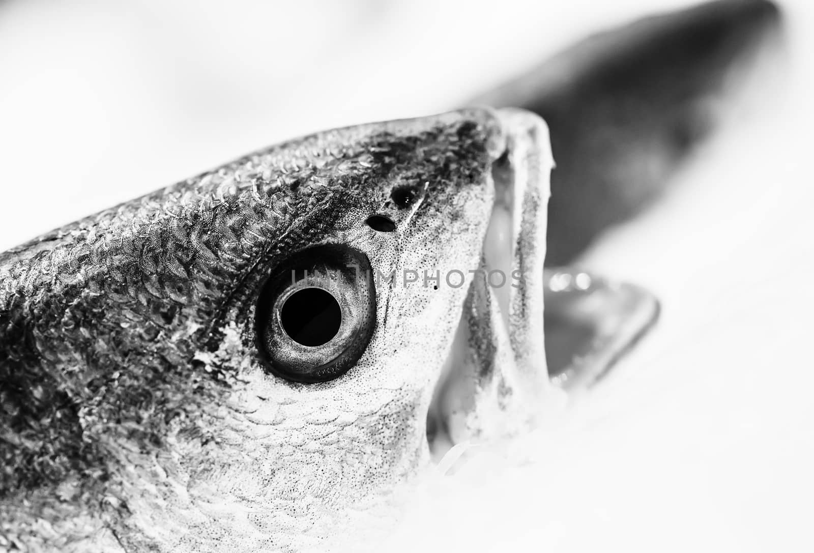 fish with open mouth in ace at seafood market. B and W concept by pixinoo