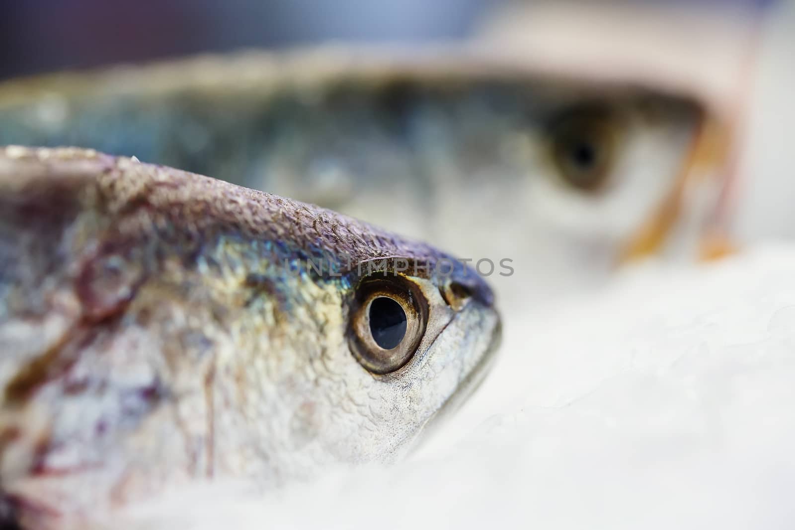 fresh meagre on ice at seafood market