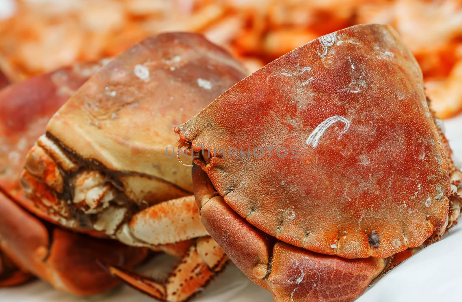 half of fresh crab on ice for sale in a fish market by pixinoo
