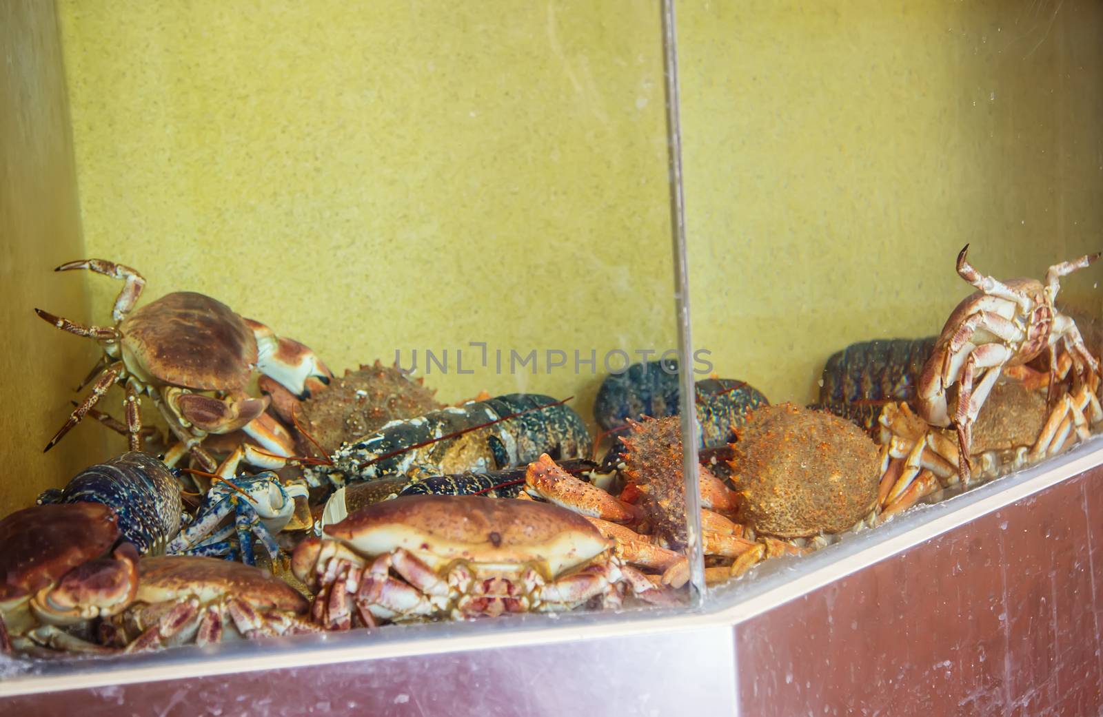 Crab with lobster in fishpond at fish market