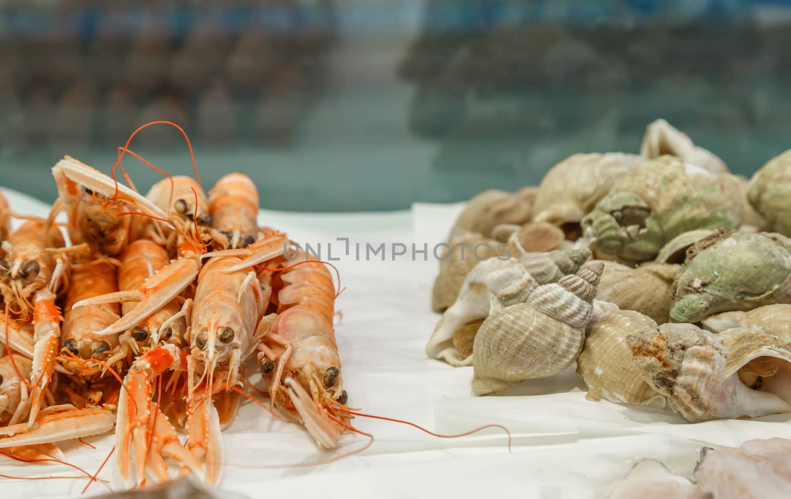 Fresh lobsters and whelks on ice for sale at market by pixinoo