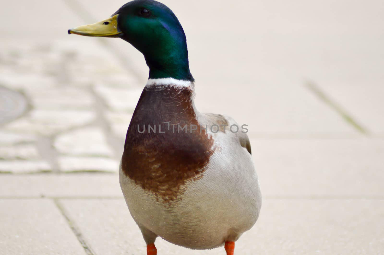 Duck of brown color on the banks of the Moselle in Luxembourg