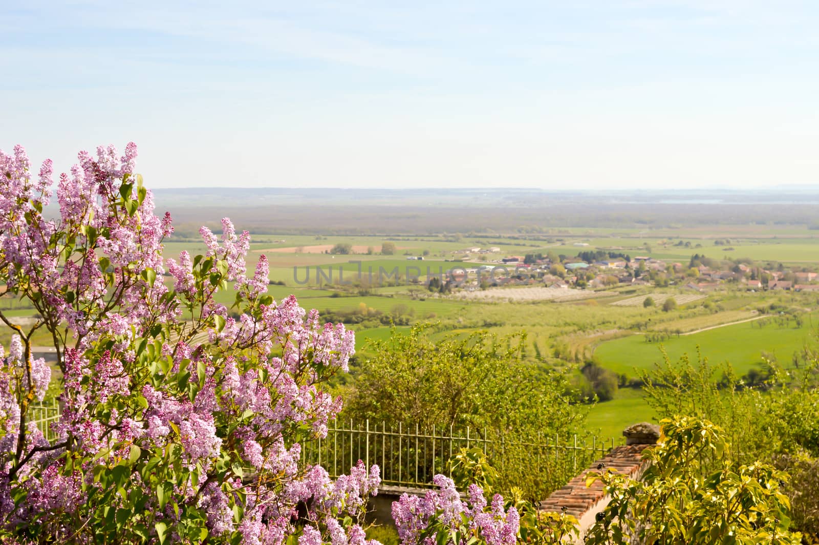 Lilac mauve with a view of the countryside  by Philou1000