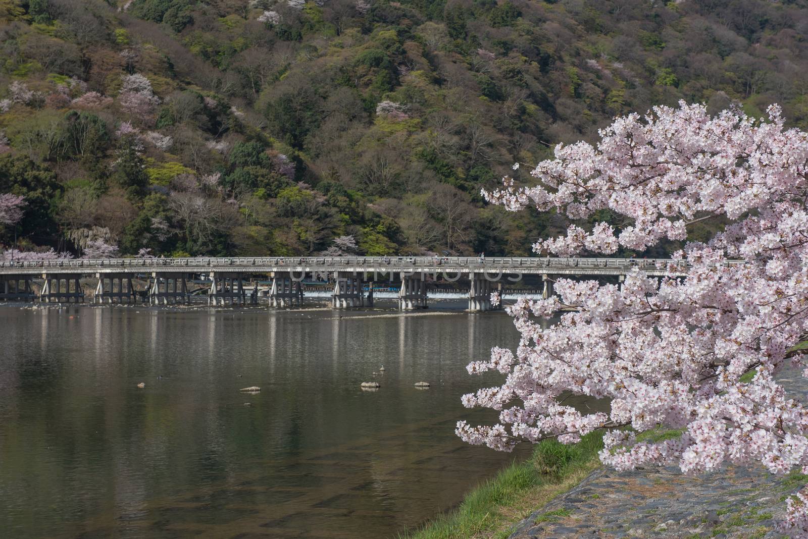 Cherry blossom, Arashiyama in spring,Kyoto, Japan by t0pkul3