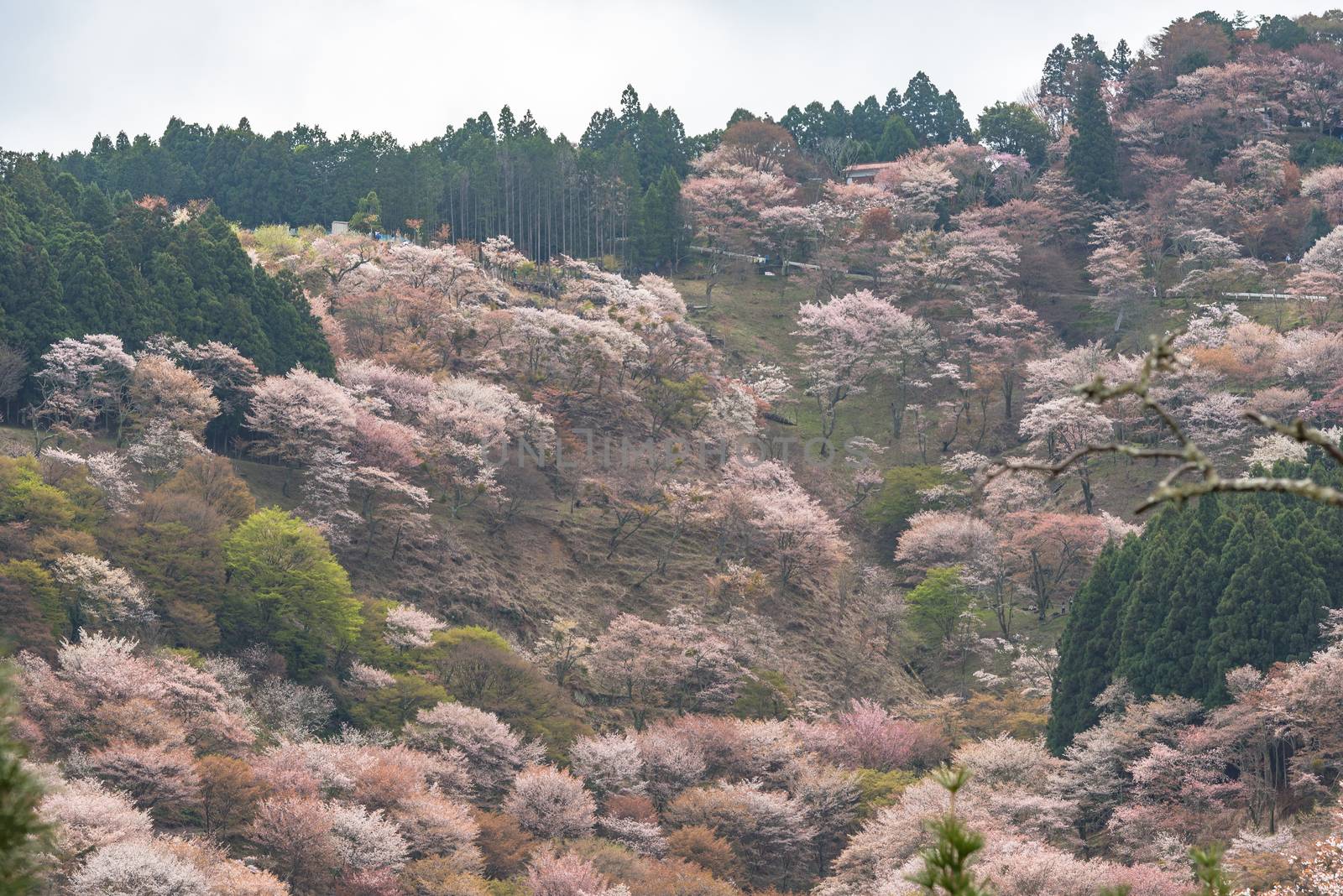 Cherry blossom on Yoshinoyama, Nara, Japan spring landscape. by t0pkul3