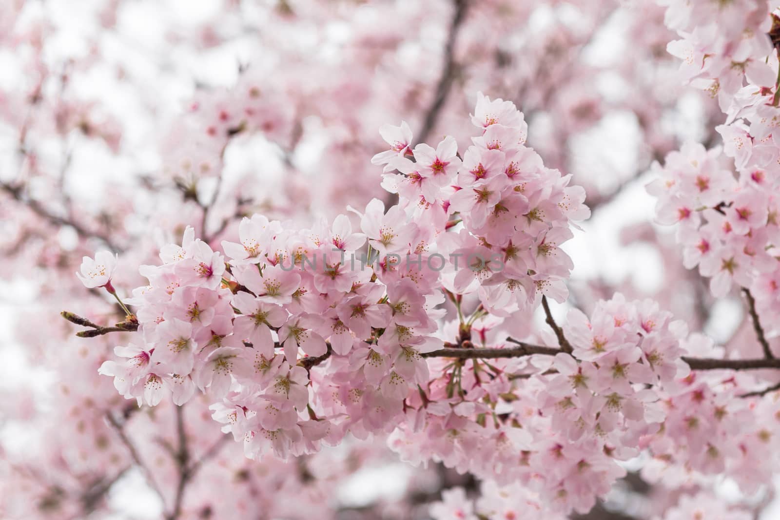 Beautiful cherry blossom sakura and blue sky by t0pkul3