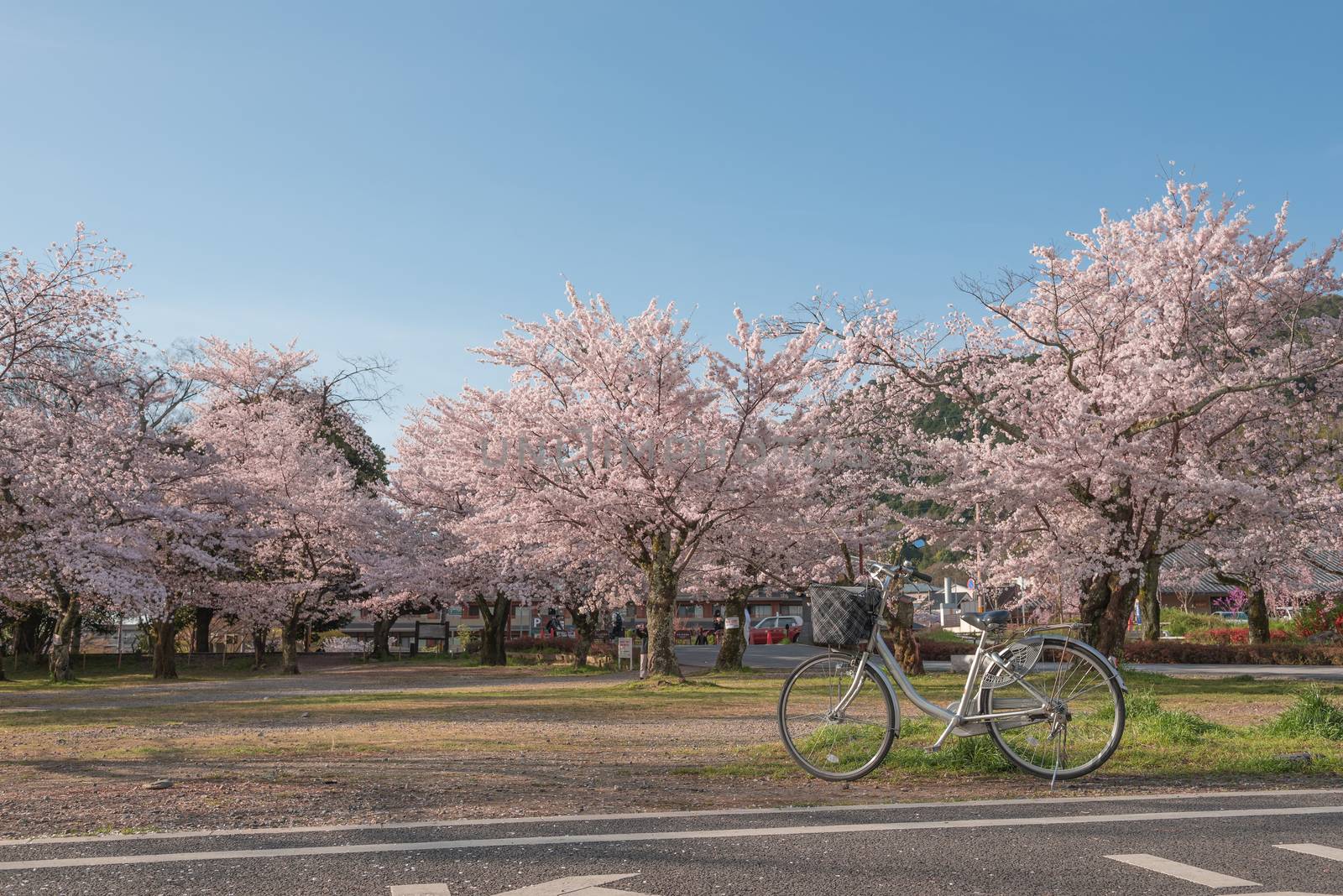 Japanese spring scenic with cherry blossom, Arashiyama, Kyoto, Japan