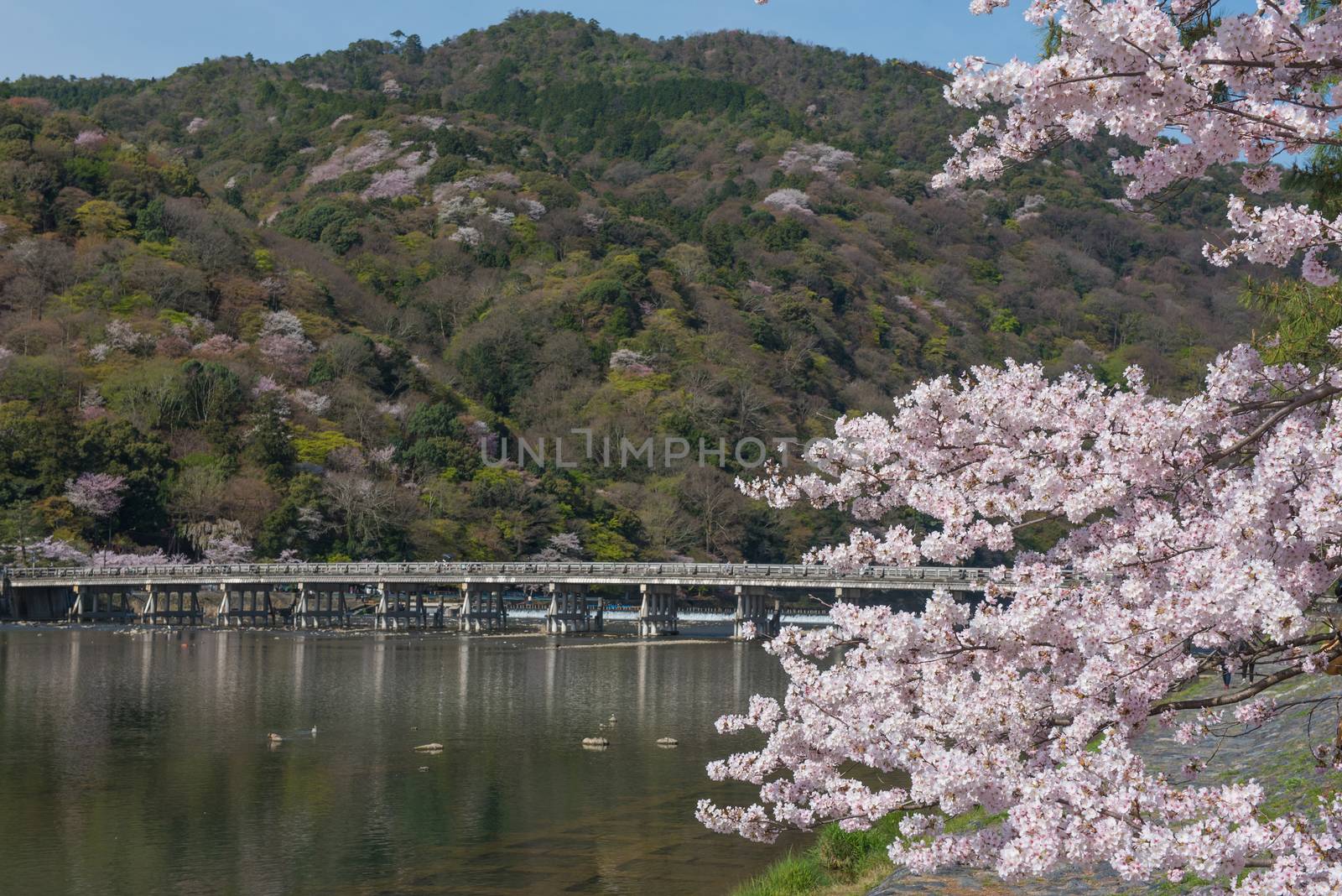 Cherry blossom, Arashiyama in spring,Kyoto, Japan by t0pkul3