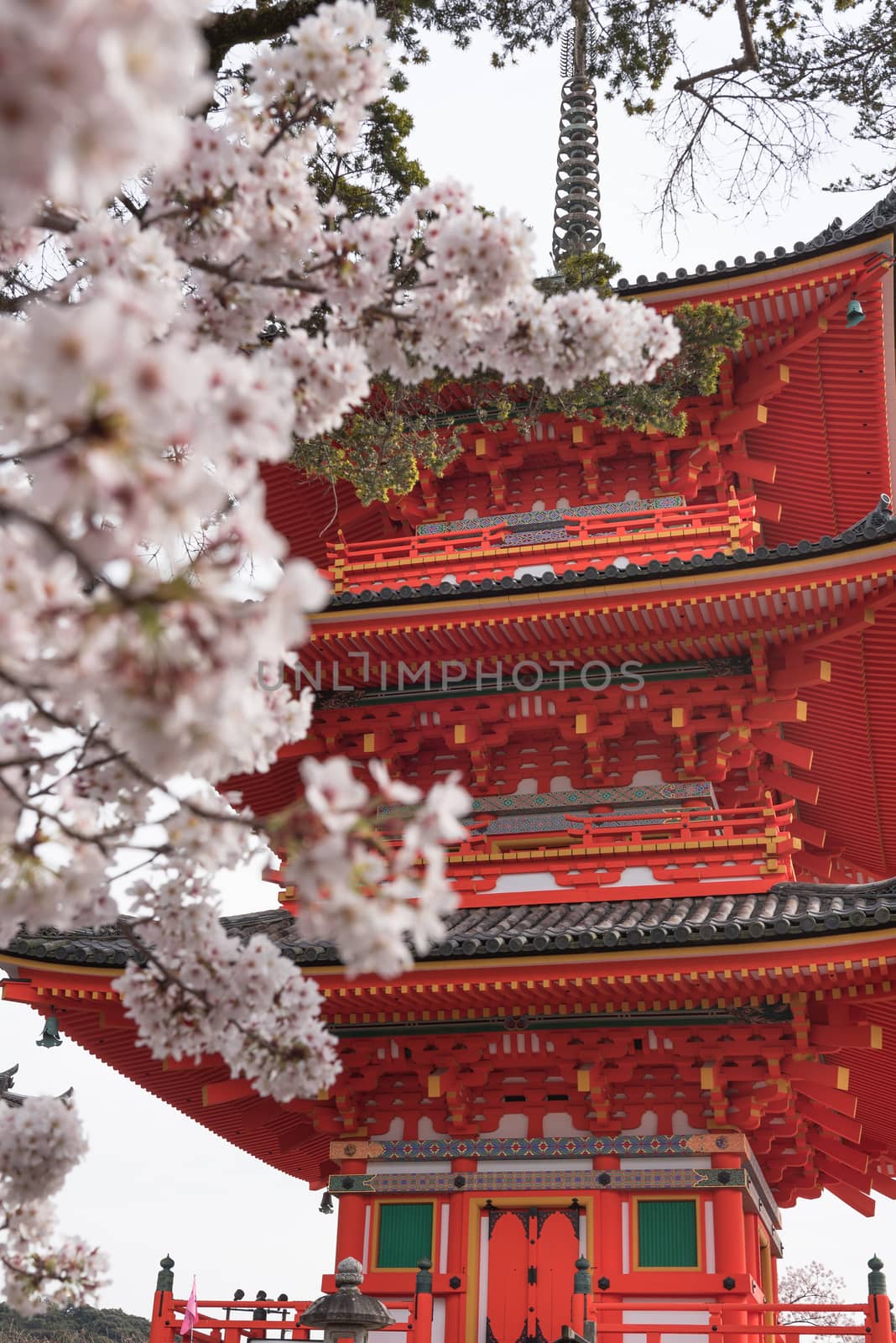 Kiyomizu dera temple and cherry blossom season (Sakura) on spring time in Kyoto, Japan