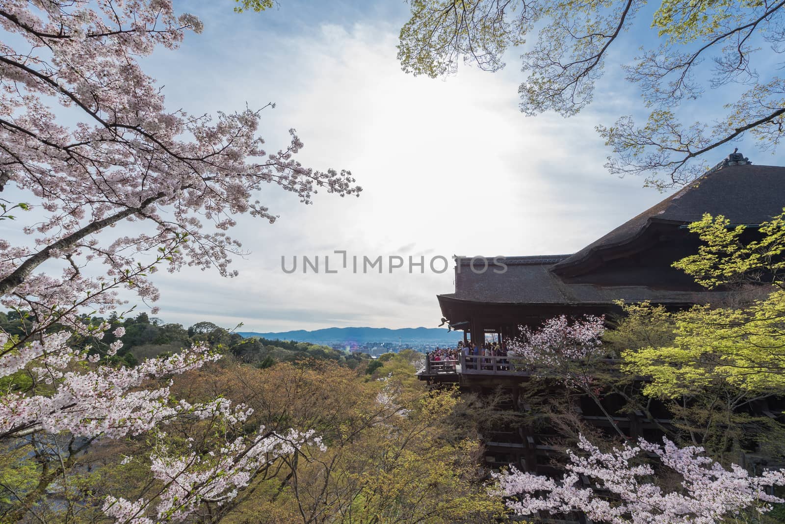 Kiyomizu dera temple and cherry blossom season (Sakura) on spring time in Kyoto, Japan