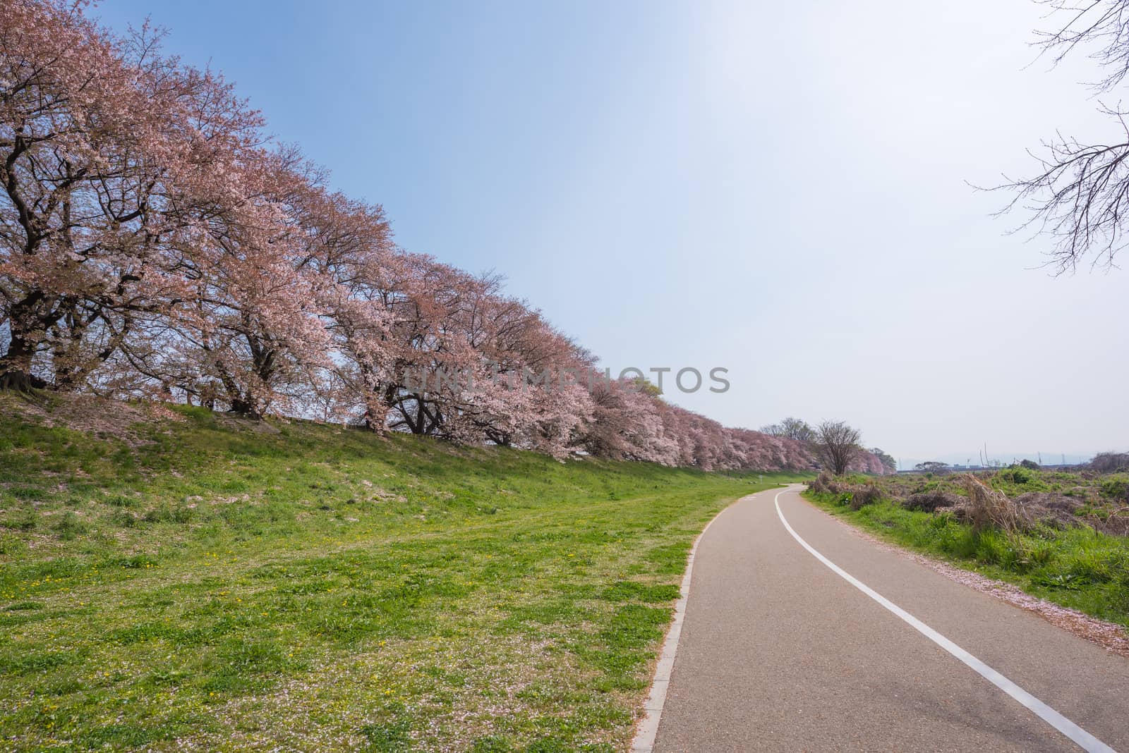 Japanese spring scenic with cherry blossom. by t0pkul3