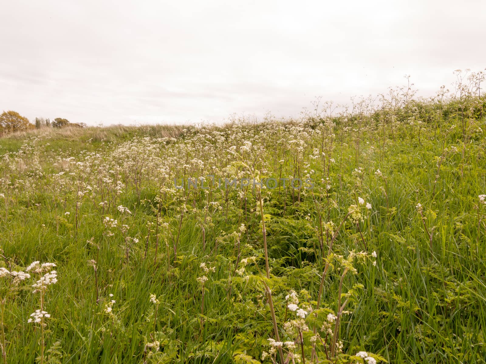 a field of cow parsley white and green with overcast sky in spring near lake and forest outside