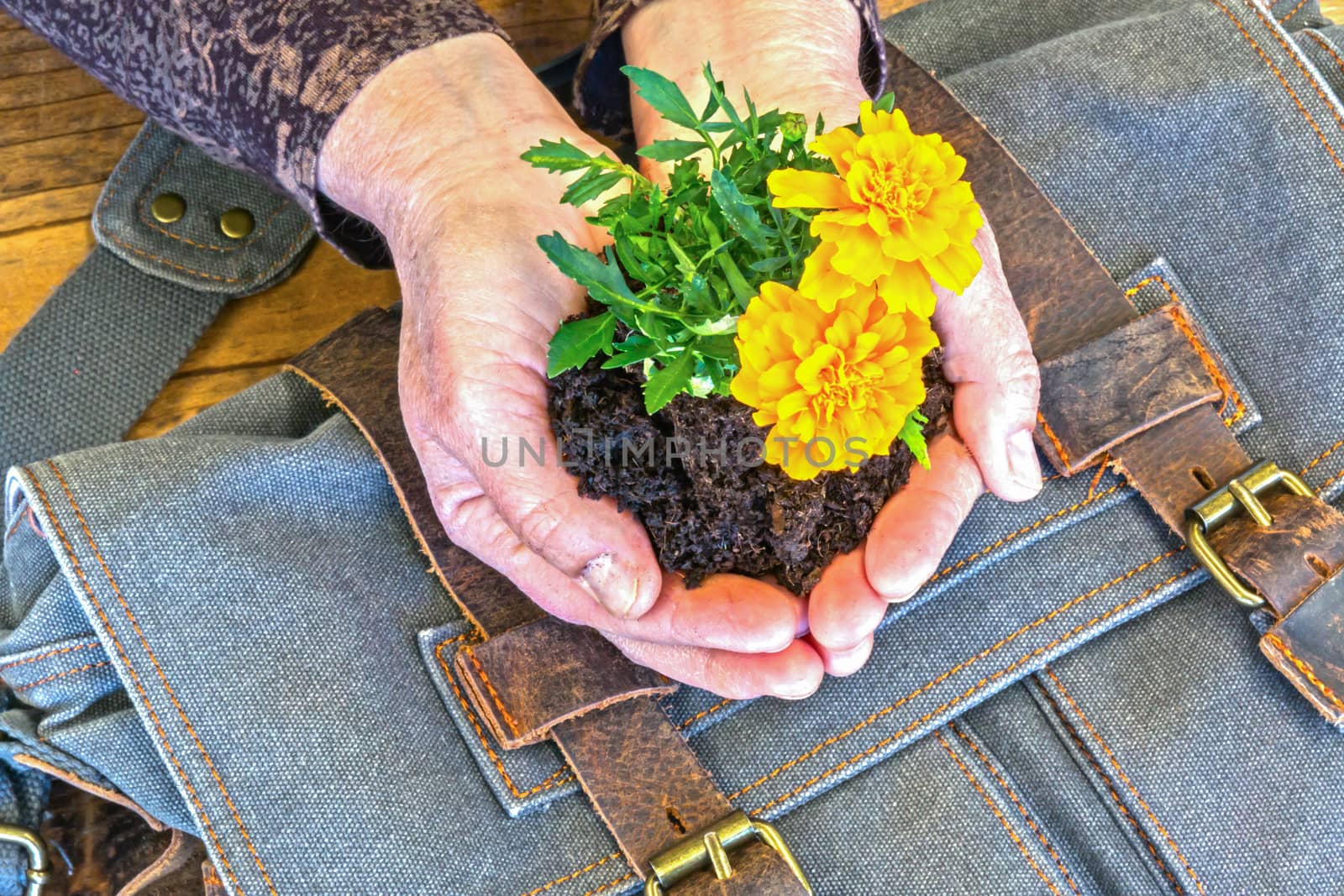 Hands Holding Marigolds in Dirt With Blue Satchel on Wooden Table