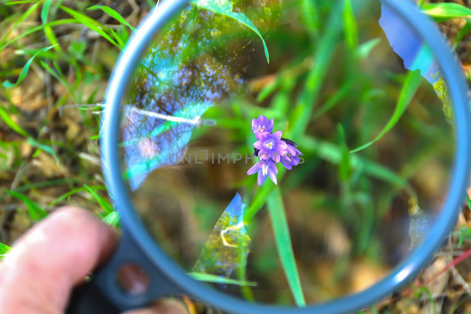 Hand Holding Large Magnifying Glass Over Small Purple Flower With Green Grass in the Background