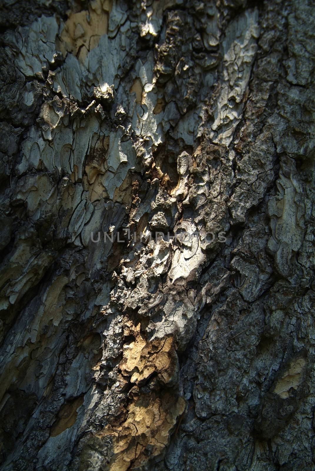 Wooden texture of a plant, with colors brown